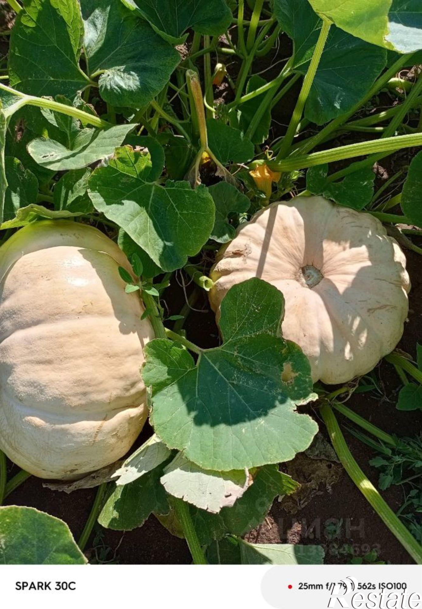 Купить дачу, дом, коттедж за 6 500 000 рублей на Табунский район